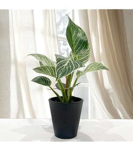 Amazon｜観葉植物 フィロデンドロン スクアミフェルム 5号サイズ